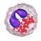 Eosinophil, a white blood cell