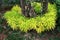 Eoudia ridleyi aka golden false aralia growing as ground cover plant