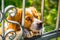 Epagneul breton brittany dog face sad trapped behind gate