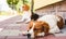 Epagneul Breton, Brittany Spaniel and Beagle dog. Two hounds resting in shade on cool bricked sidewalk next to a house