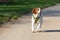 Epagneul breton dog walks on a road