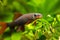 Epalzeorhynchos frenatus, freshwater cleaner fish, nature aquarium, closeup nature photo