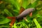 Epalzeorhynchos frenatus, freshwater fish, nature aquarium, closeup nature photo