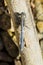 Epaulet Skimmer (Orthetrum chrysostigma)