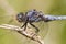 Epaulet Skimmer (Orthetrum chrysostigma)