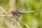 Epaulet Skimmer (Orthetrum chrysostigma)