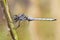 Epaulet Skimmer (Orthetrum chrysostigma)