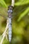 Epaulet Skimmer (Orthetrum chrysostigma)