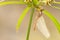 Epauletoeverlibel, Epaulet Skimmer, Orthetrum chrysostigma