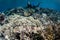 Epaulette Shark on Reef in Raja Ampat