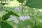 Epaulette tree Pterostyrax hispidus, pending, fragrant white flowers