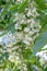 Epaulette tree Pterostyrax hispidus, a tree with pending white flowers