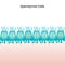 Ependymal Cells scientific vector illustration background