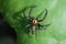 Epeus glorius spider moving slowly on leaves