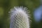 Ð¡ephalocereus senilis old man cactus growing on the boulevard in Baku