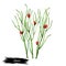 Ephedra ma huang sinica Chinese ephedra isolated digital art illustration. Ma Huang green plant used in herbal medicine