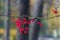 Ephedra orange berries in pink shells on branches in autumn