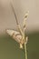Ephemera glaucops mayfly delicate insect with silky wings perched on plant at sunrise