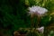 Ephemeral flowers of cactus