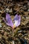 Ephemeral flowers, primroses in the wild (Colchicum ancyrense)