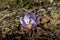 Ephemeral flowers, primroses in the wild (Colchicum ancyrense)