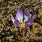 Ephemeral flowers, primroses in the wild (Colchicum ancyrense)