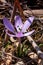 Ephemeral flowers, primroses in the wild (Colchicum ancyrense)