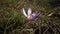 Ephemeral flowers, primroses in the wild Colchicum ancyrense, autumn crocus, meadow saffron and naked lady. Rare view from the