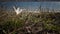 Ephemeral flowers, primroses in the wild Crocus reticulatus. Rare view from the Red Book of Ukraine