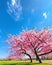 Ephemeral Whispers: Fantasy Cherry Blossom Photo Elegance