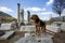 Ephesus historical ancient city and dog. Izmir / Turkey