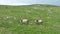 Epic Aerial Over Large Herd Of Wild Horses Running Galloping In Wild Nature Slow Motion Through Meadow Golden Hour Horse