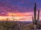 Epic Arizona Desert Sunset with Cactus In North Scottsdale