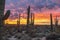 Epic Desert Sunset With Cactus in Phoenix AZ  Area