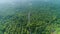 Epic palm tree plantation long road aerial view