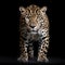 Epic Portraiture: Majestic Jaguar In Studio Shot