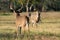 Epic showdown between two huge whitetail bucks