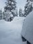 Epic snowfall weighing down the pine trees