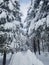 Epic snowfall weighing down the pine trees