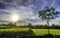 Epic sunrise scenery, it`s beautiful when sunlight illuminate tree and plants