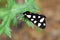 Epicallia villica or Arctia villica , the cream-spot tiger moth , Moths of iran