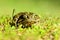 Epidalea calamita or Runner toad, a species of frog in the Bufonidae family.