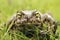 Epidalea calamita or Runner toad, a species of frog in the Bufonidae family.