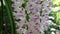 Epidendrum retusum L. or Rhynchostylis retusa L. Blume