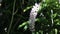 Epidendrum retusum L. or Rhynchostylis retusa L. Blume, Beautiful orchids