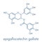 Epigallocatechin gallate EGCG green tea polyphenol molecule. Has antioxidant properties and may contribute to health effects of.