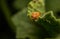 Epilachna borealis Beetle Insect