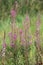 Epilobium angustifolium, the great willowherb, with blossoms