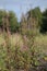 Epilobium angustifolium, the great willowherb, with blossoms