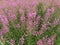 Epilobium angustifolium. Pink flowers of fireweed, Chamerion angustifolium.